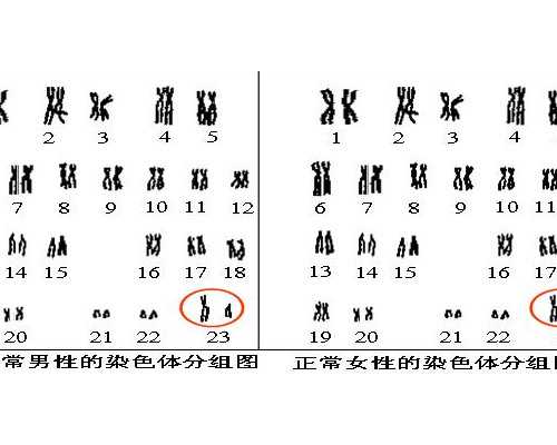 成都做供卵试管安全可靠吗现在还能做吗